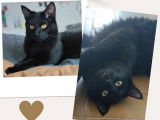 Chat de couleur noire à adopter