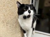 Chat noir et blanc disponible à l'adoption