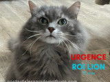 Chats de couleur grise à adopter