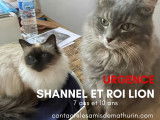 Chats de couleur grise à adopter