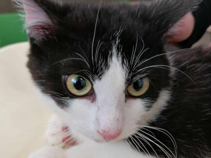 En attente d'adoption, chaton mâle de 8 mois