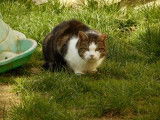 À adopter, chatte de 16 ans