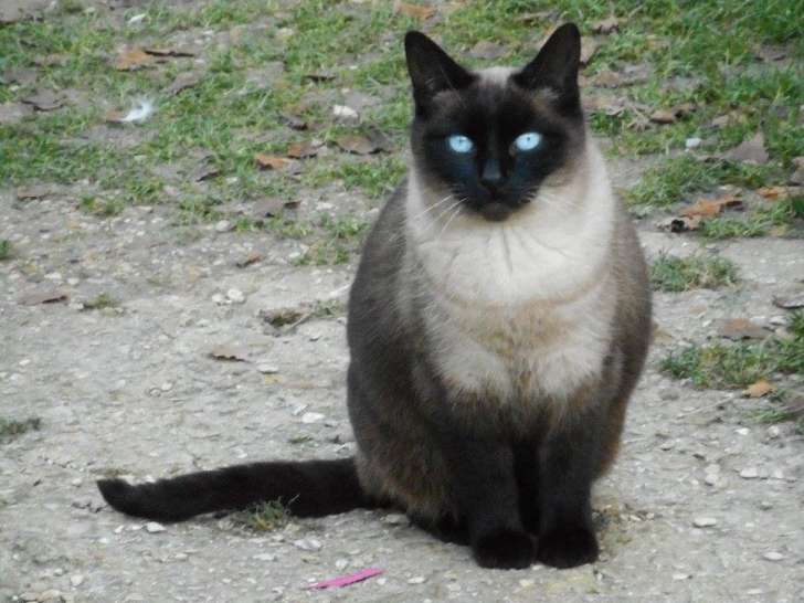 Disponible à l'adoption : chatte noire et beige
