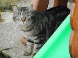 En attente d’adoption : chat de 9 ans