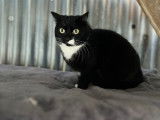 Chatte de 5 ans disponible à l'adoption