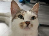 Chatte tigrée blanche en attente d’adoption