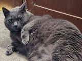 Chat gris à adopter