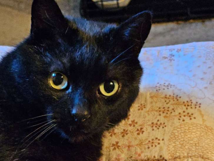 En attente d’adoption, chat noir