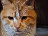 Disponible à l'adoption, chat roux et blanc