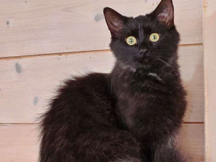 À adopter, chatonne noire