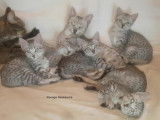 Chatons Mau Egyptien à vendre