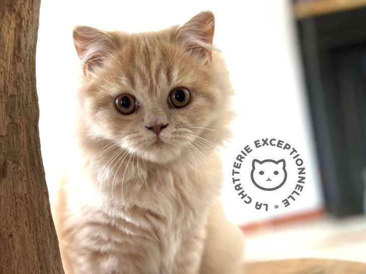 Chaton British Longhair crème