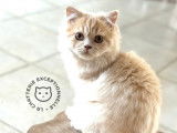 Chaton British Longhair crème