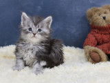 Chatons Maine Coon LOOF a reserver