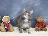 Chatons Maine Coon LOOF a reserver