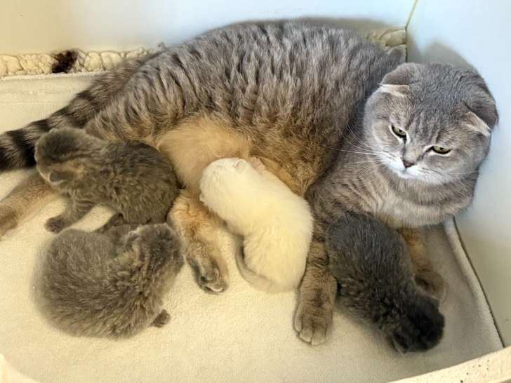 Splendides chatons Scottish straight et fold