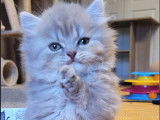 Superbes chatons Scottish Straight LOOF à vendre