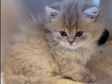 Superbes chatons Scottish Straight LOOF à vendre