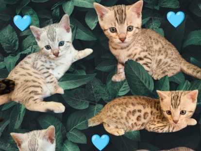 Chaton Bengal de pure race