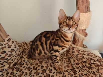 Chaton Bengal de pure race