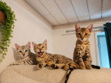 Chaton Bengal de pure race