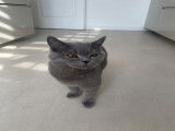 Chaton British Shorthair à vendre