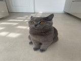 Chaton British Shorthair à vendre