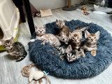 Chatons Bengal LOOF à vendre