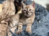Chatons Bengal LOOF à vendre
