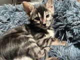 Chatons Bengal LOOF à vendre