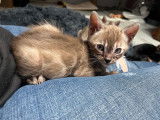 Chatons Bengal LOOF à vendre