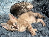 Chatons Bengal LOOF à vendre