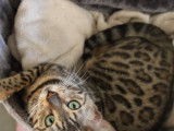 1 femelle Bengal adulte à vendre
