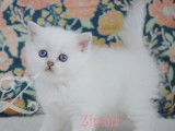 Adorables chatonnes British Shorthair LOOF à vendre