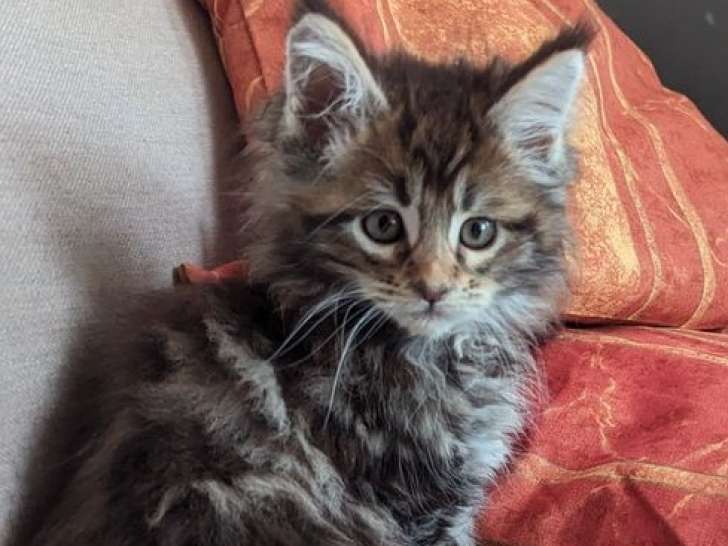 Des chatons Maine Coons à réserver (LOOF)