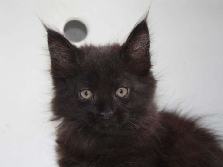 2 chatonnes Maine Coons noires à réserver LOOF