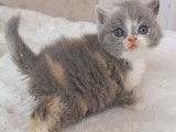 3 chatons British Shorthair bleu tricolore LOOF &agrave; r&eacute;server