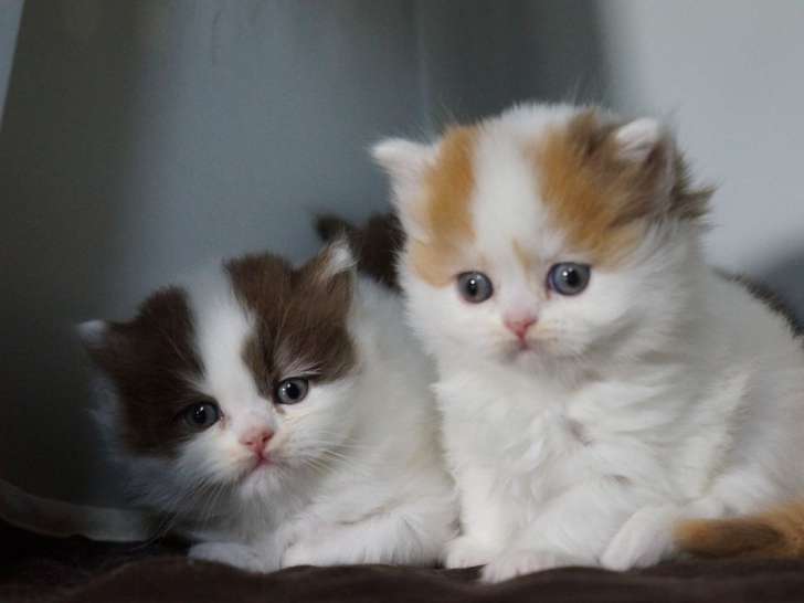 Mise à la réservation de 3 chatons British Longhair LOOF