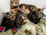 3 chatons mâles Bengals LOOF à réserver