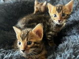3 chatons mâles Bengals LOOF à réserver