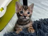 3 chatons mâles Bengals LOOF à réserver