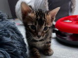 3 chatons mâles Bengals LOOF à réserver