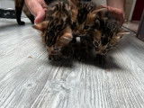 3 chatons mâles Bengals LOOF à réserver