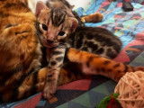 3 chatons mâles Bengals LOOF à réserver