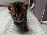 3 chatons mâles Bengals LOOF à réserver