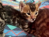 3 chatons mâles Bengals LOOF à réserver