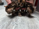 3 chatons mâles Bengals LOOF à réserver