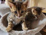 Chatons de race Bengal à vendre (1 femelle & 1 mâle)