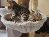 Chatons de race Bengal à vendre (1 femelle & 1 mâle)