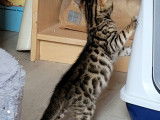 Chatons de race Bengal à vendre (1 femelle & 1 mâle)